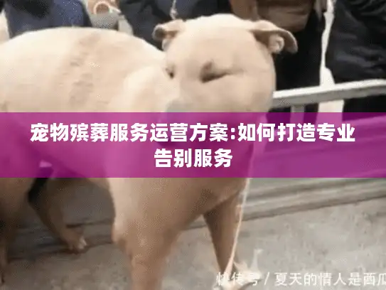 宠物殡葬服务运营方案:如何打造专业告别服务