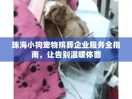 珠海小狗宠物殡葬企业服务全指南，让告别温暖体面