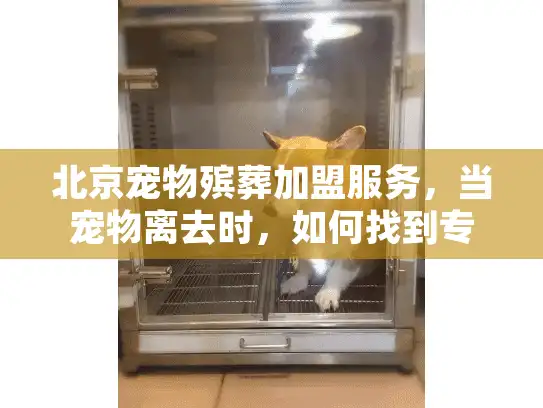 北京宠物殡葬加盟服务，当宠物离去时，如何找到专业善后的创业机遇？