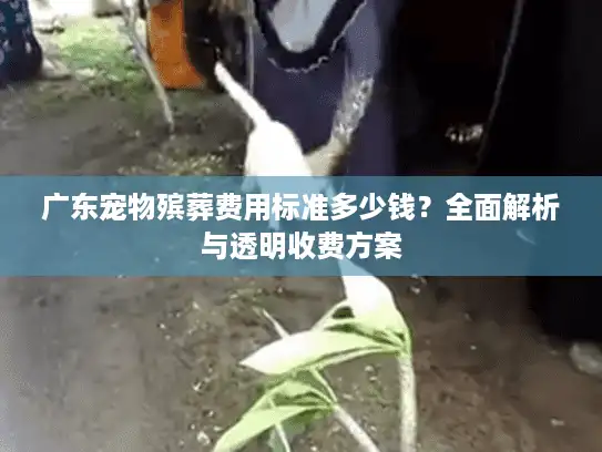 广东宠物殡葬费用标准多少钱？全面解析与透明收费方案
