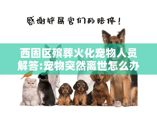 西固区殡葬火化宠物人员解答:宠物突然离世怎么办?