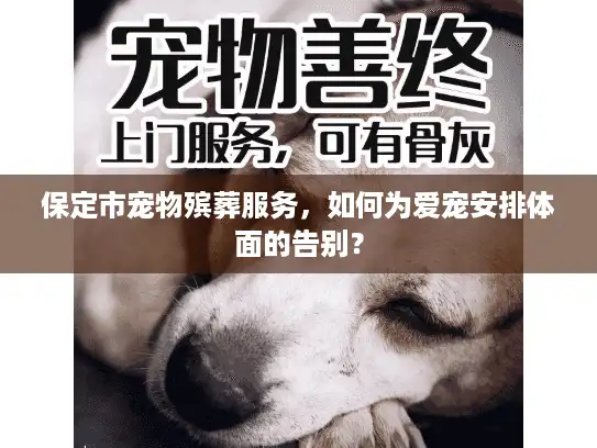 保定市宠物殡葬服务，如何为爱宠安排体面的告别？