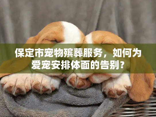 保定市宠物殡葬服务，如何为爱宠安排体面的告别？