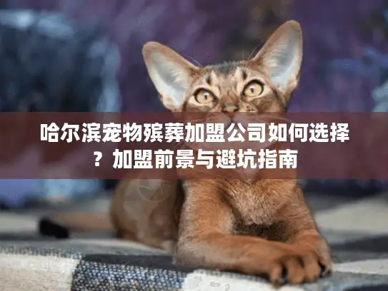 哈尔滨宠物殡葬加盟公司如何选择？加盟前景与避坑指南