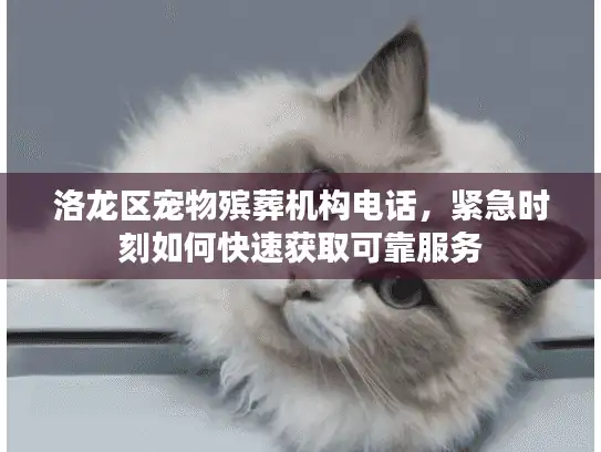 洛龙区宠物殡葬机构电话，紧急时刻如何快速获取可靠服务