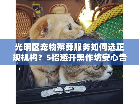 光明区宠物殡葬服务如何选正规机构？5招避开黑作坊安心告别