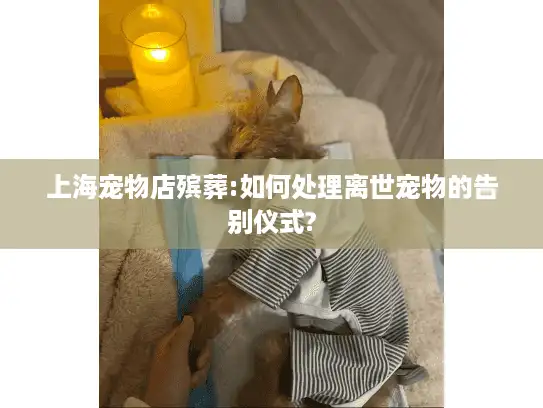 上海宠物店殡葬:如何处理离世宠物的告别仪式?