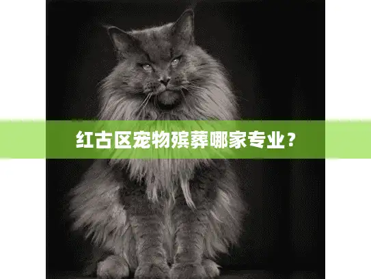 红古区宠物殡葬哪家专业？