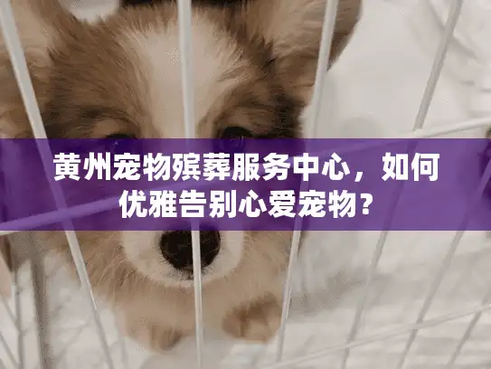 黄州宠物殡葬服务中心，如何优雅告别心爱宠物？