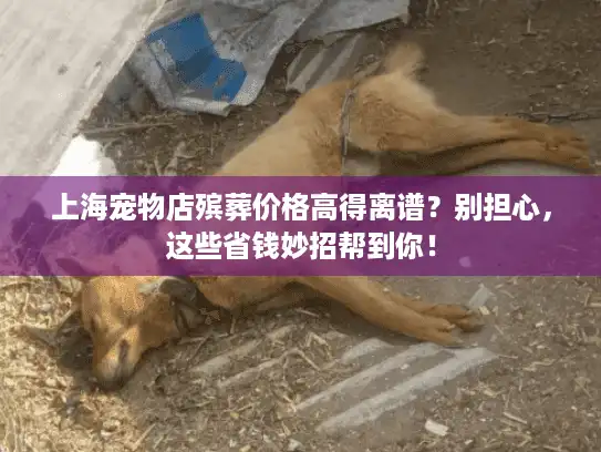 上海宠物店殡葬价格高得离谱？别担心，这些省钱妙招帮到你！