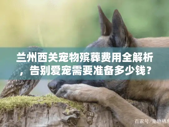 兰州西关宠物殡葬费用全解析，告别爱宠需要准备多少钱？