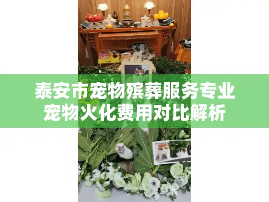 泰安市宠物殡葬服务专业宠物火化费用对比解析