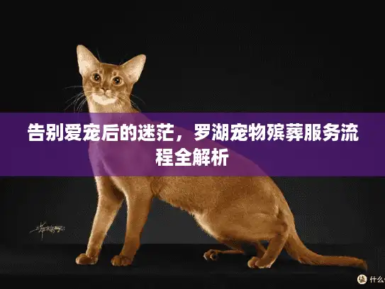 告别爱宠后的迷茫，罗湖宠物殡葬服务流程全解析
