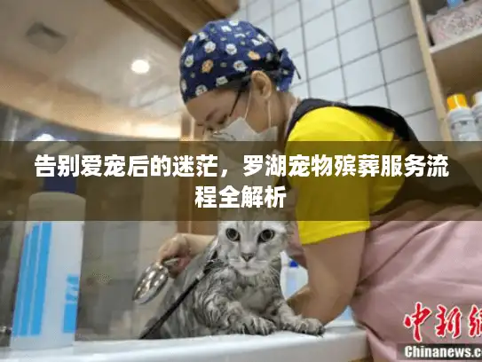 告别爱宠后的迷茫，罗湖宠物殡葬服务流程全解析