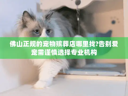 佛山正规的宠物殡葬店哪里找?告别爱宠需谨慎选择专业机构