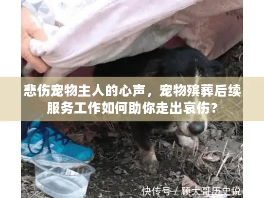 悲伤宠物主人的心声，宠物殡葬后续服务工作如何助你走出哀伤？