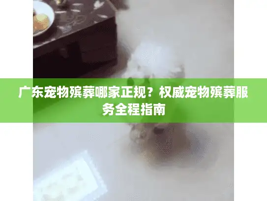 广东宠物殡葬哪家正规？权威宠物殡葬服务全程指南
