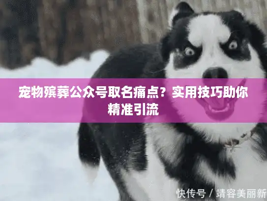 宠物殡葬公众号取名痛点？实用技巧助你精准引流
