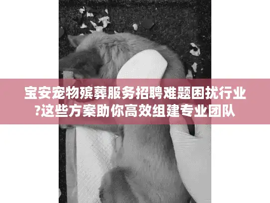 宝安宠物殡葬服务招聘难题困扰行业?这些方案助你高效组建专业团队