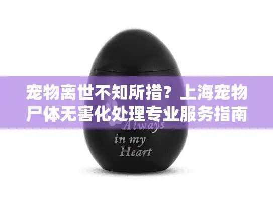 宠物离世不知所措？上海宠物尸体无害化处理专业服务指南