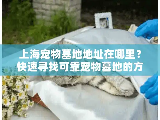 上海宠物墓地地址在哪里？快速寻找可靠宠物墓地的方法