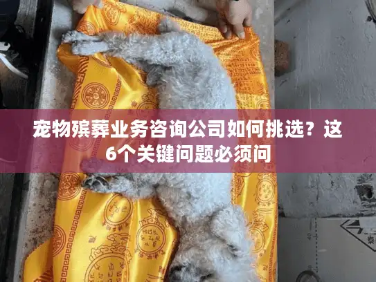 宠物殡葬业务咨询公司如何挑选？这6个关键问题必须问