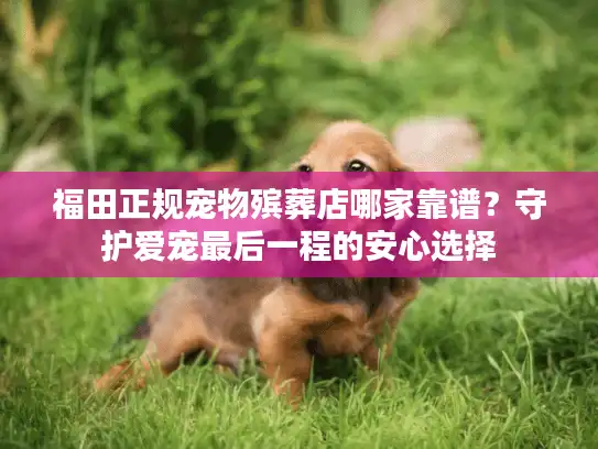 福田正规宠物殡葬店哪家靠谱？守护爱宠最后一程的安心选择