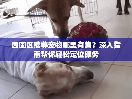 西固区殡葬宠物哪里有售？深入指南帮你轻松定位服务