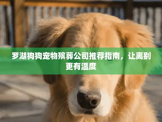 罗湖狗狗宠物殡葬公司推荐指南，让离别更有温度