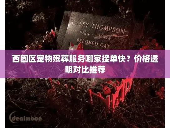 西固区宠物殡葬服务哪家接单快？价格透明对比推荐