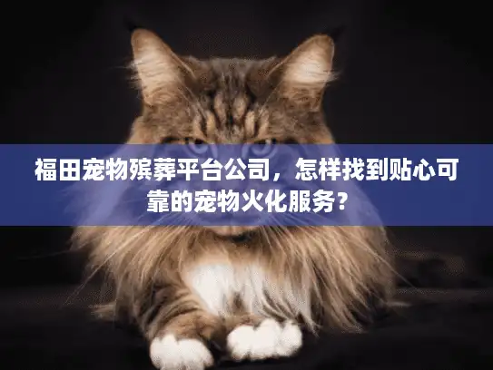福田宠物殡葬平台公司，怎样找到贴心可靠的宠物火化服务？