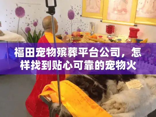 福田宠物殡葬平台公司，怎样找到贴心可靠的宠物火化服务？