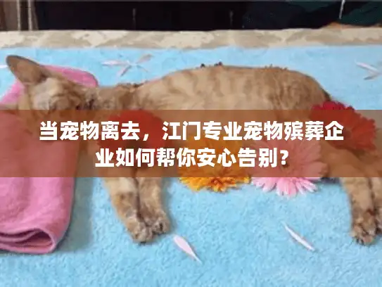 当宠物离去，江门专业宠物殡葬企业如何帮你安心告别？