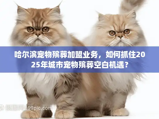哈尔滨宠物殡葬加盟业务，如何抓住2025年城市宠物殡葬空白机遇？