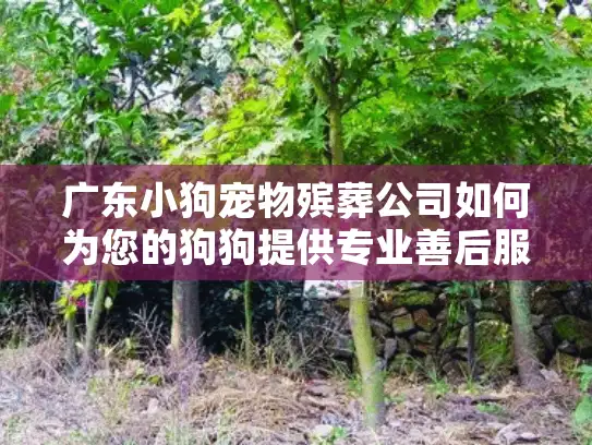 广东小狗宠物殡葬公司如何为您的狗狗提供专业善后服务？
