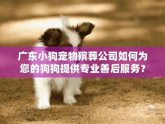 广东小狗宠物殡葬公司如何为您的狗狗提供专业善后服务？