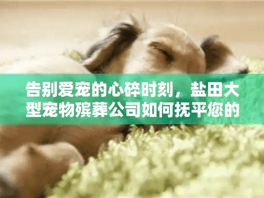 告别爱宠的心碎时刻，盐田大型宠物殡葬公司如何抚平您的伤痛？
