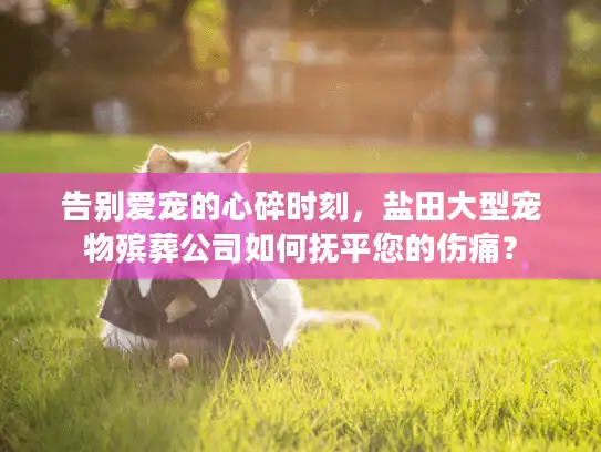 告别爱宠的心碎时刻，盐田大型宠物殡葬公司如何抚平您的伤痛？