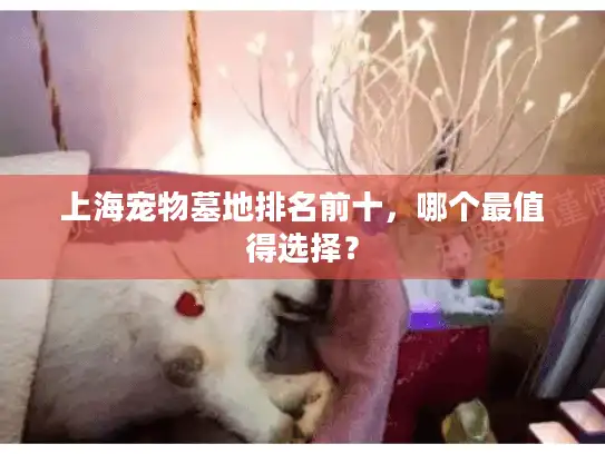 上海宠物墓地排名前十，哪个最值得选择？