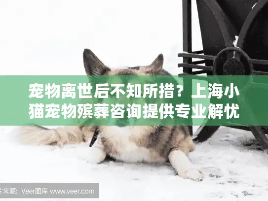 宠物离世后不知所措？上海小猫宠物殡葬咨询提供专业解忧指南
