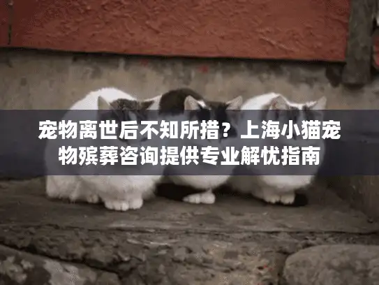 宠物离世后不知所措？上海小猫宠物殡葬咨询提供专业解忧指南