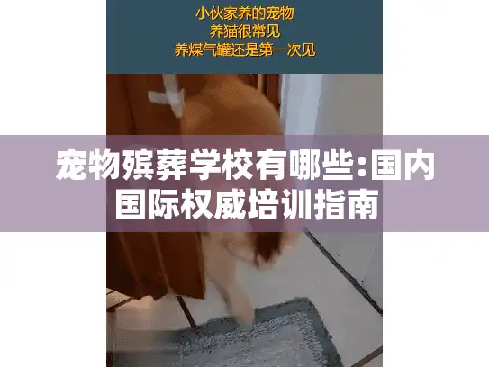 宠物殡葬学校有哪些:国内国际权威培训指南