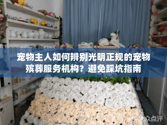 宠物主人如何辨别光明正规的宠物殡葬服务机构？避免踩坑指南