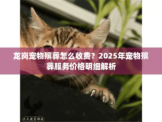 龙岗宠物殡葬怎么收费？2025年宠物殡葬服务价格明细解析