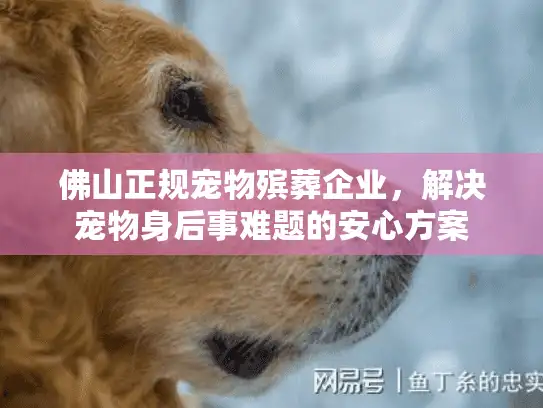 佛山正规宠物殡葬企业，解决宠物身后事难题的安心方案