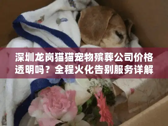 深圳龙岗猫猫宠物殡葬公司价格透明吗？全程火化告别服务详解