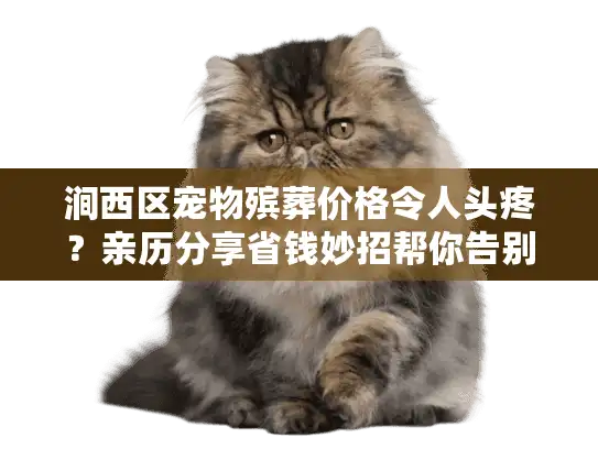 涧西区宠物殡葬价格令人头疼？亲历分享省钱妙招帮你告别心痛！