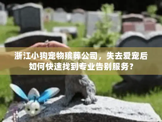 浙江小狗宠物殡葬公司，失去爱宠后如何快速找到专业告别服务？