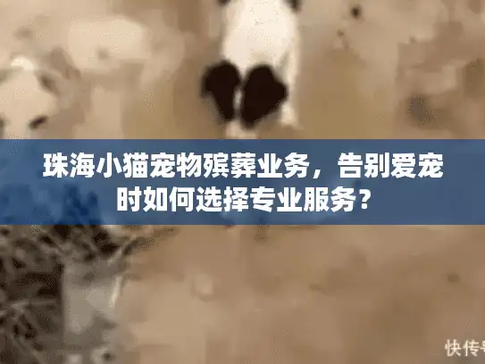 珠海小猫宠物殡葬业务，告别爱宠时如何选择专业服务？
