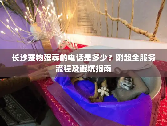 长沙宠物殡葬的电话是多少？附超全服务流程及避坑指南